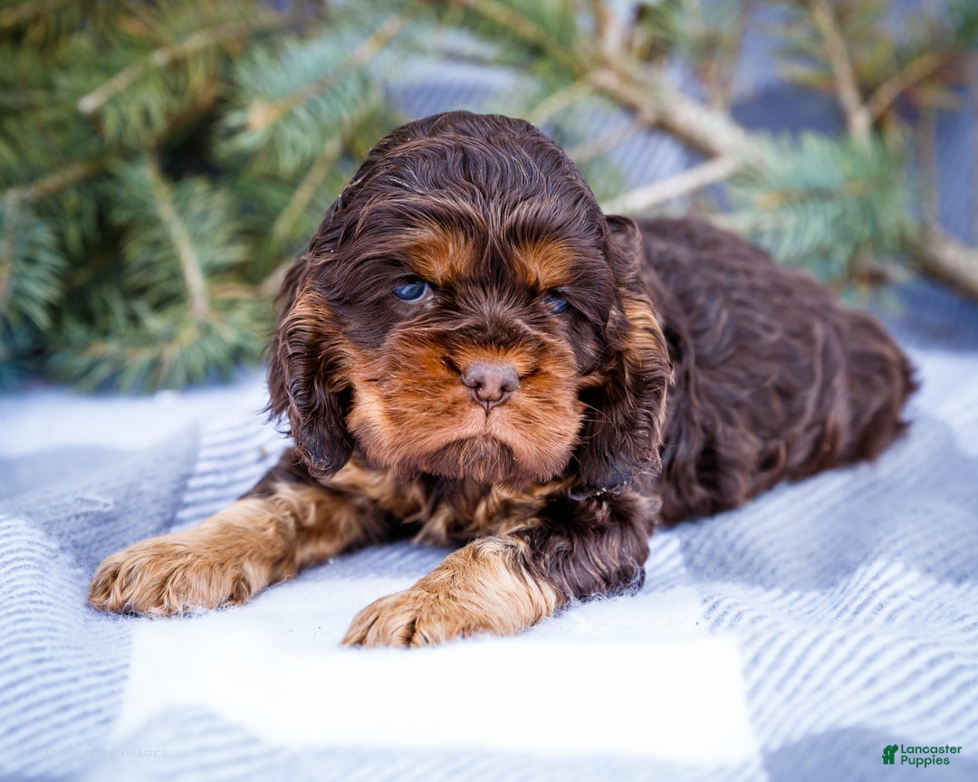 Cocker Spaniel dogs for sale: Polly - Ad 6