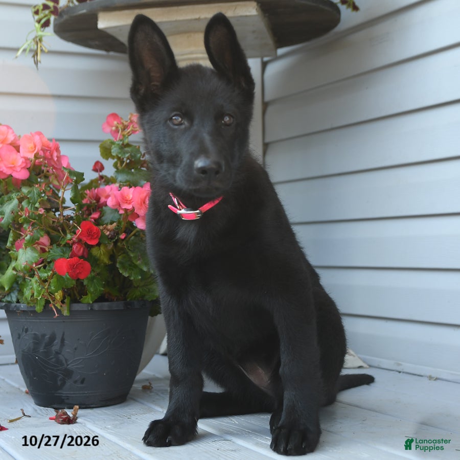 German Shepherd dogs for sale: Mabel - Ad 2