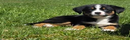 Mixed Breed dogs for sale: Mixed Breed Puppy 6 - Ad 4