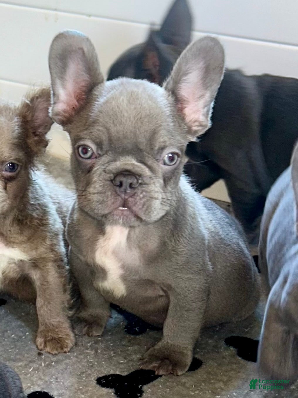 French Bulldog dogs Hershey - Ad 1