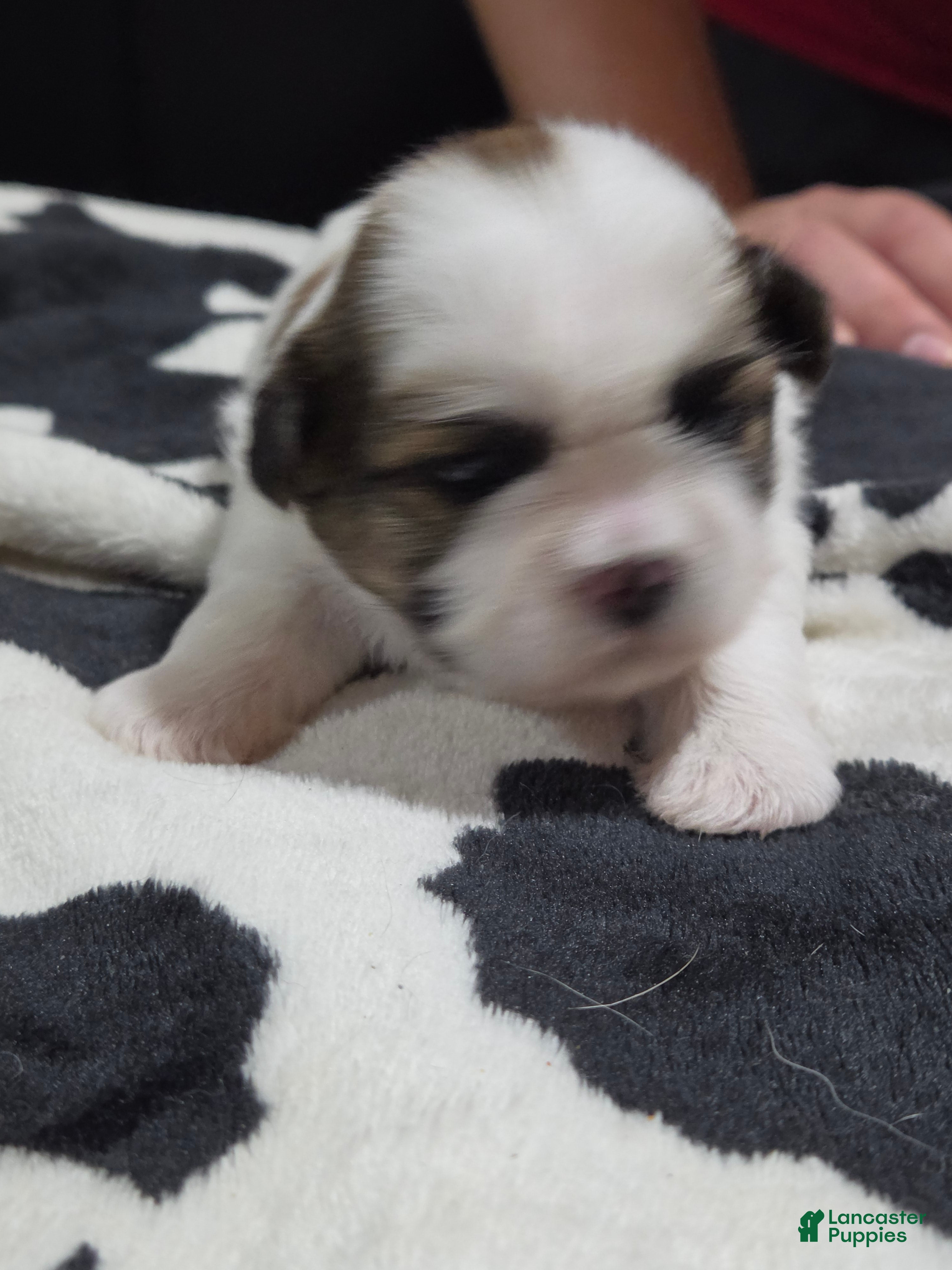 Shih Tzu dogs Buddy - Ad 22
