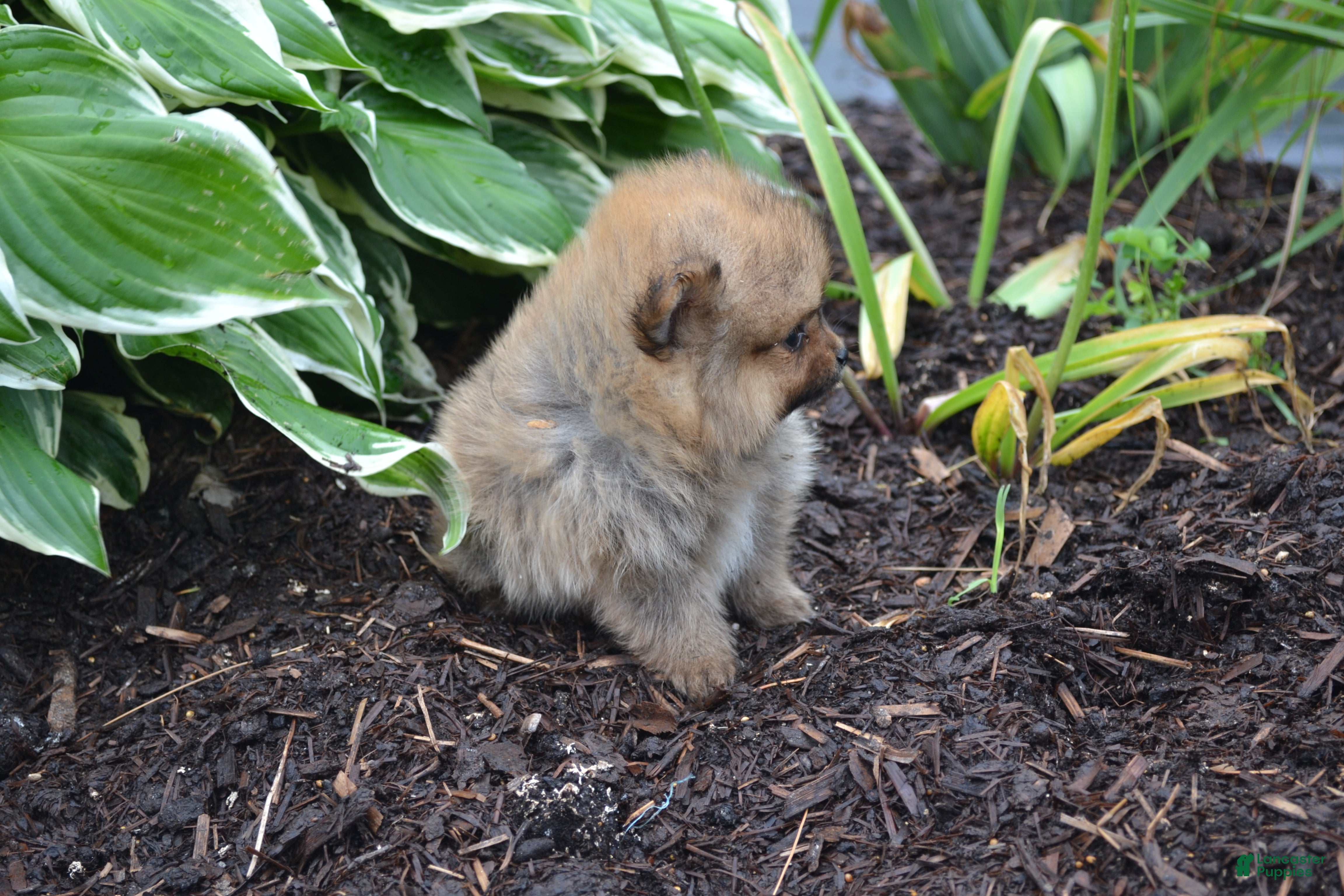 Pomeranian dogs Winx - Ad 7