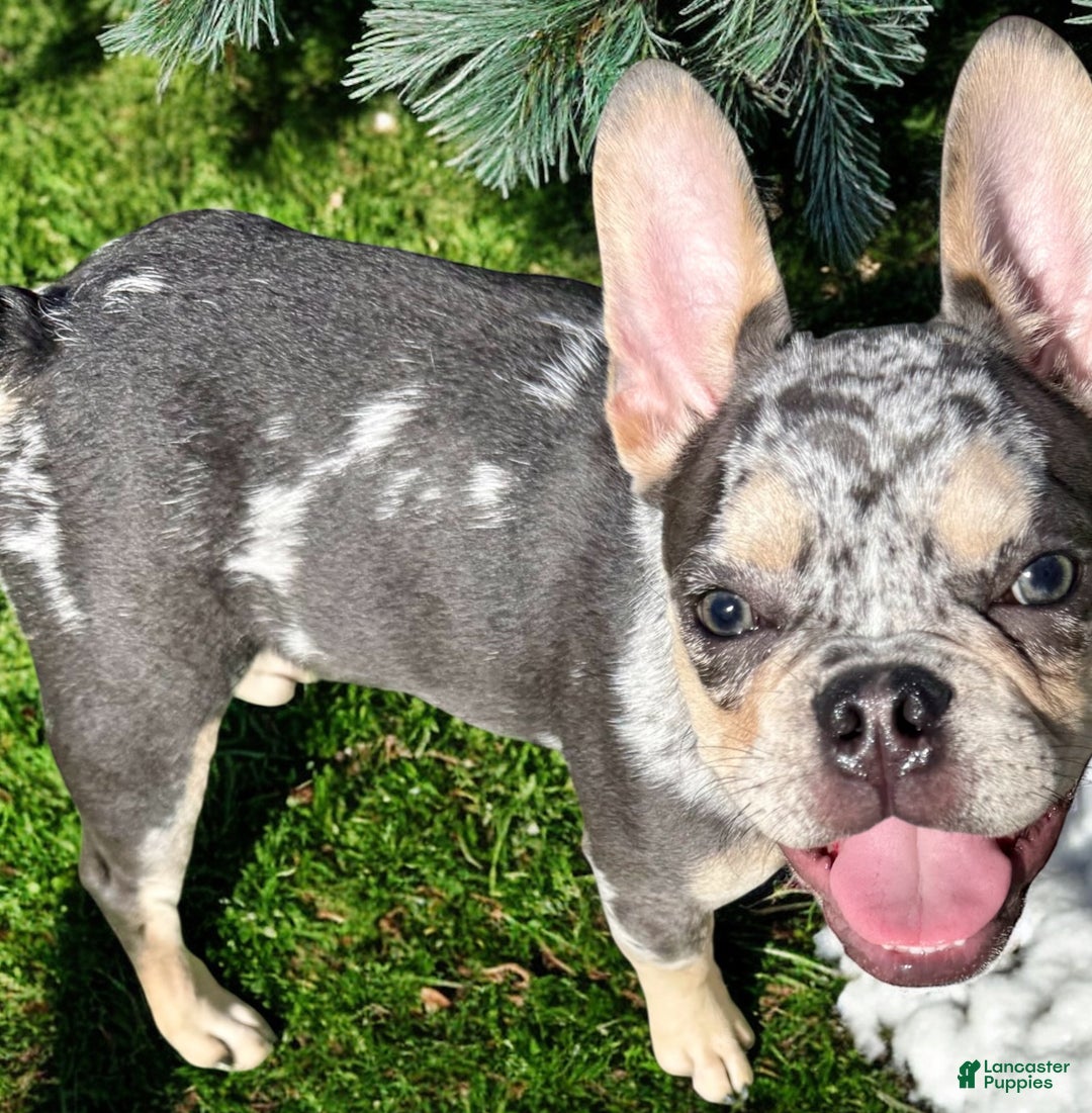 French Bulldog dogs for sale: Neptune - Ad 8