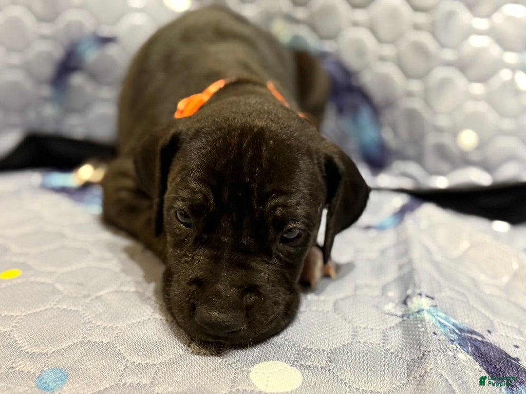 Great Dane dogs for sale: Bert - Ad 3