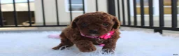 Toy Poodle dogs for sale: Macy - Ad 7