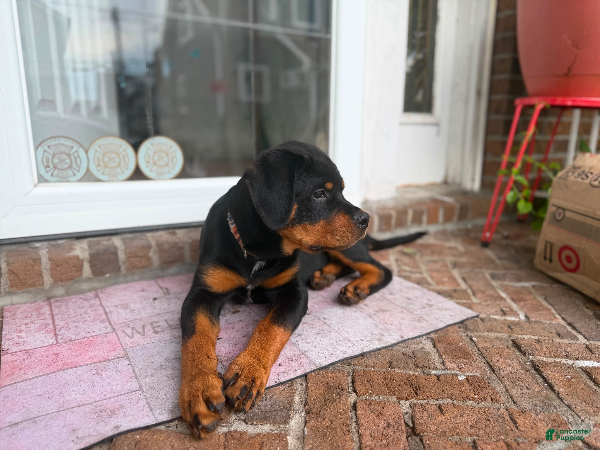 Rottweiler dogs Rottweiler 1 - Ad 1