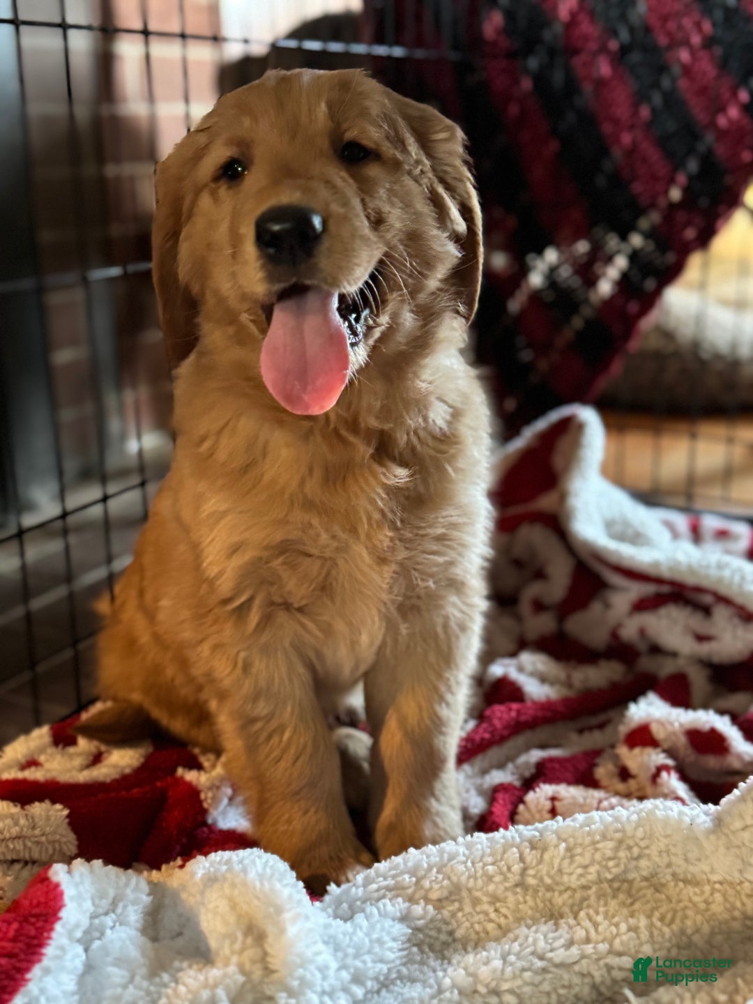 Golden Retriever dogs for sale: Marley - Ad 2