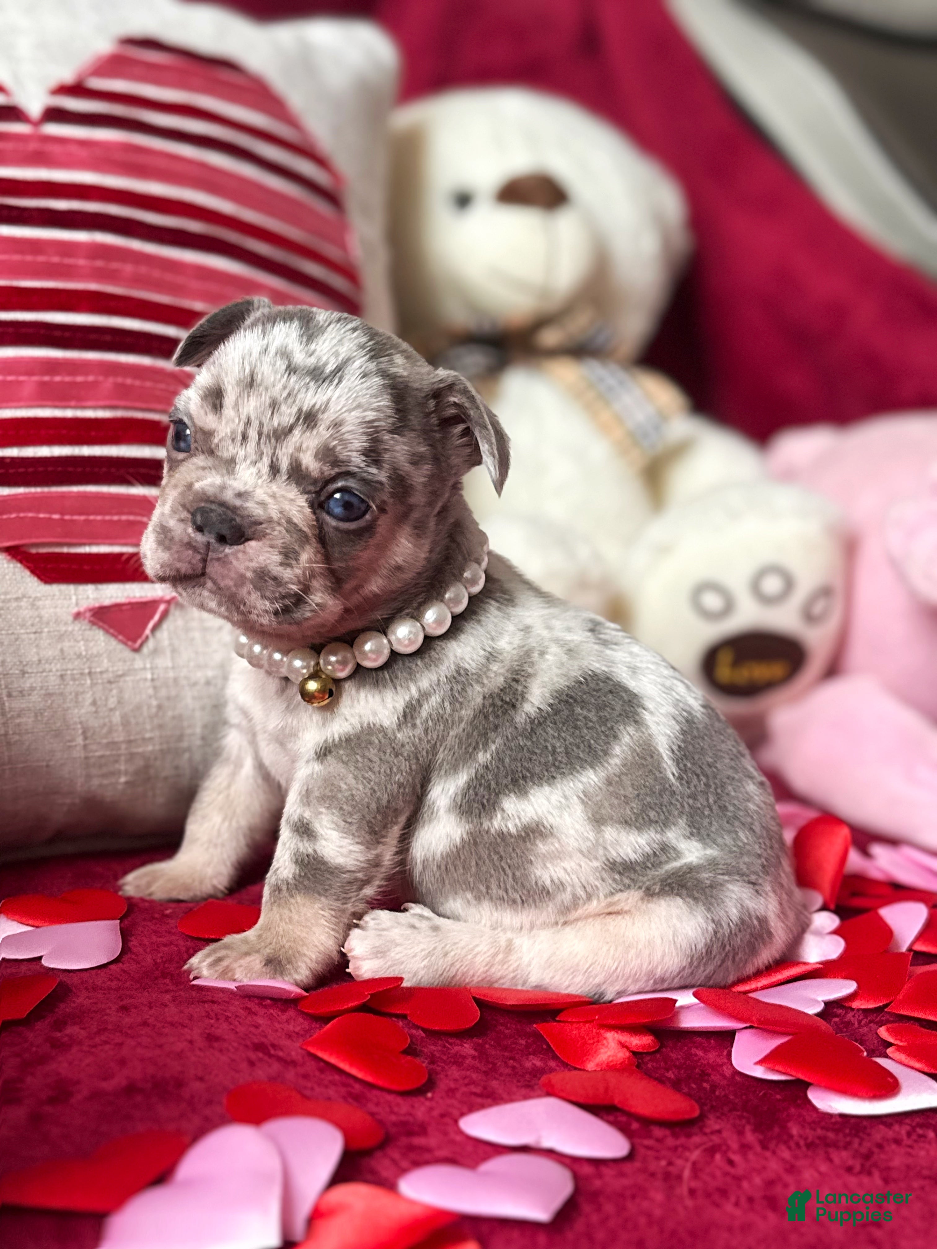 French Bulldog dogs French Bulldog Puppy 5 - Ad 1