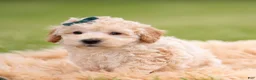 Mini Goldendoodle dogs for sale: Nugget - Ad 6