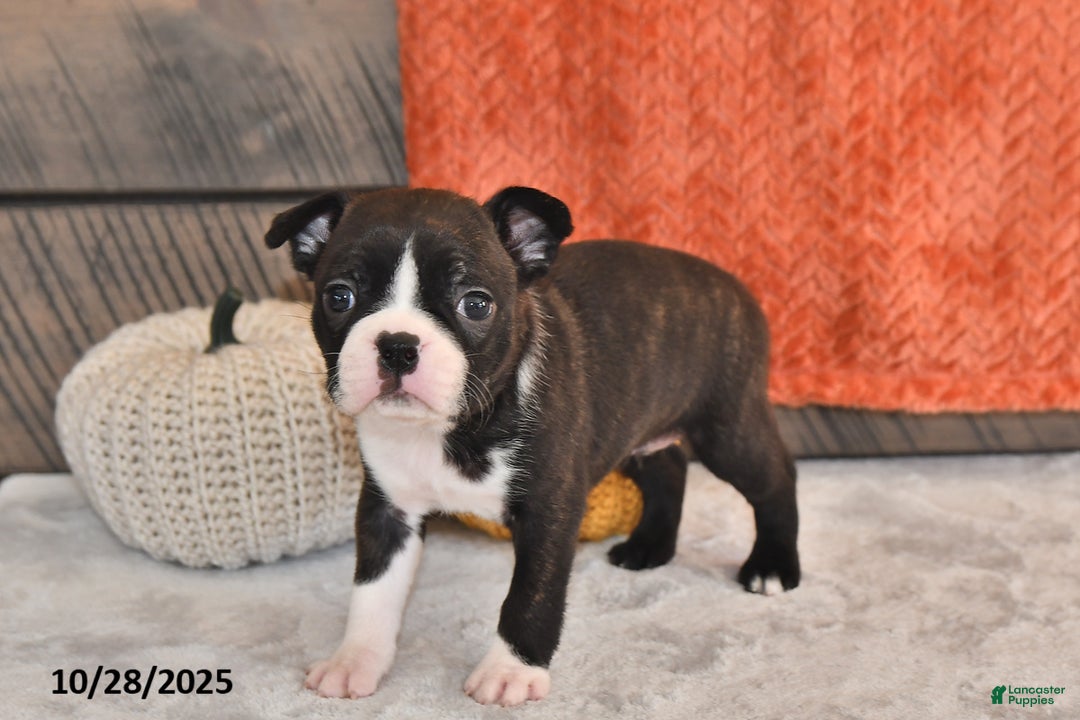 Boston Terrier dogs for sale: Flicka - Ad 8