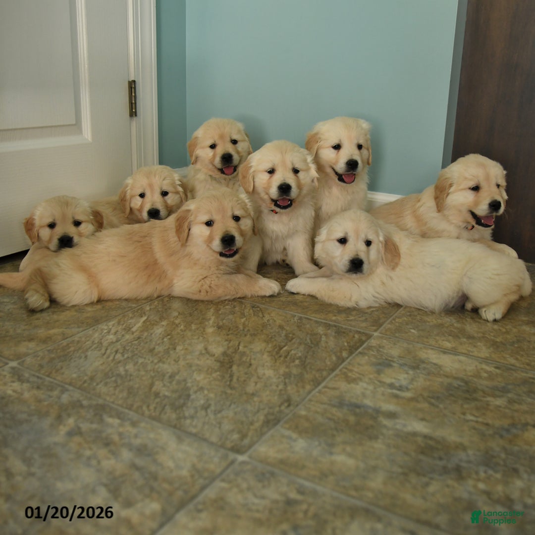Golden Retriever dogs for sale: Katie - Ad 3