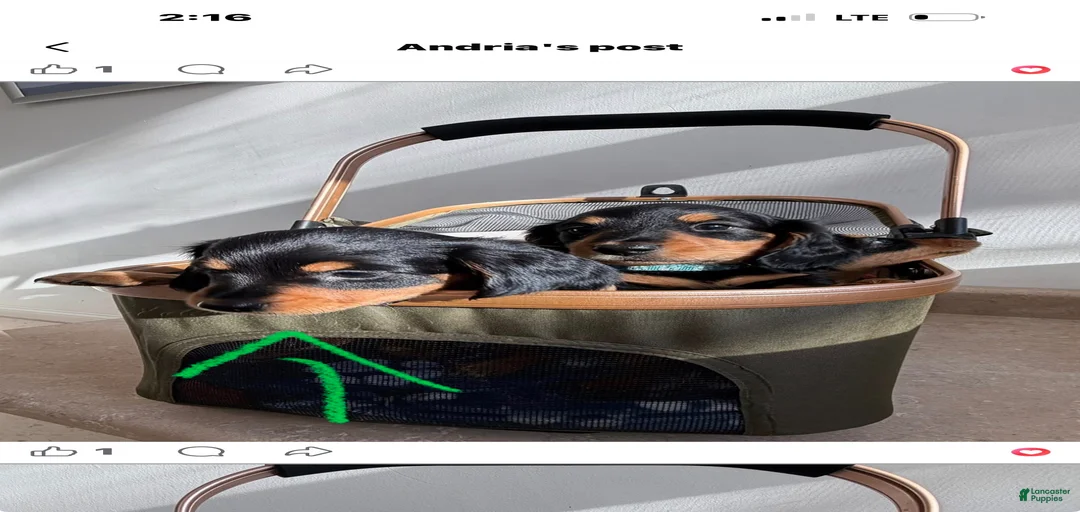 Gallery Image {{count}}