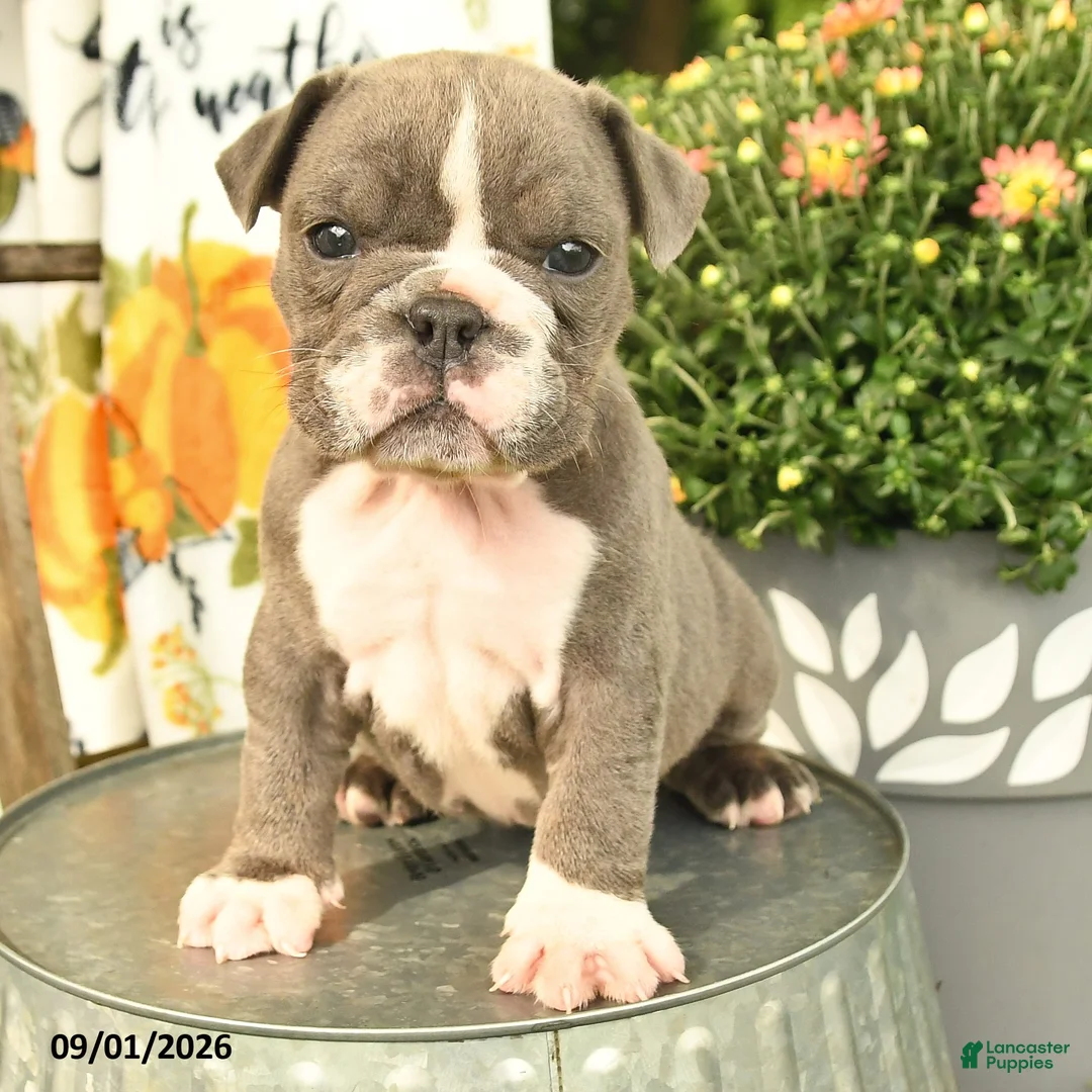 Olde English Bulldogge dogs for sale: Georgia - Ad 2
