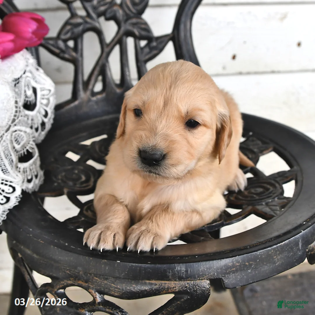 Golden Retriever dogs for sale: Marcy - Ad 2