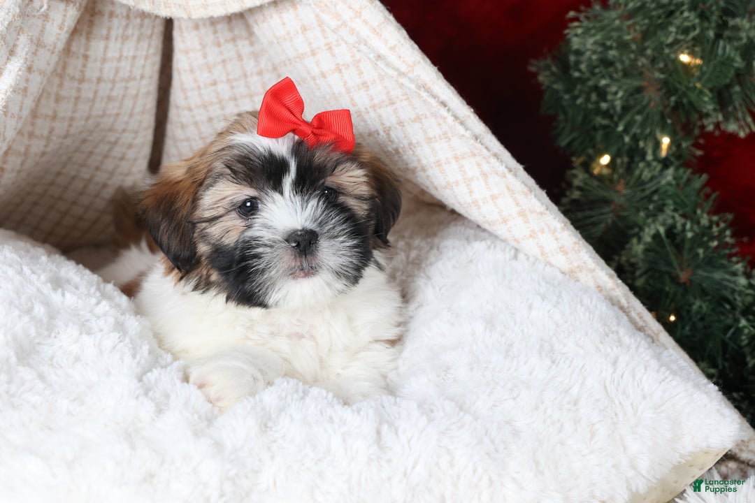Shih Tzu dogs for sale: Joey - Ad 12