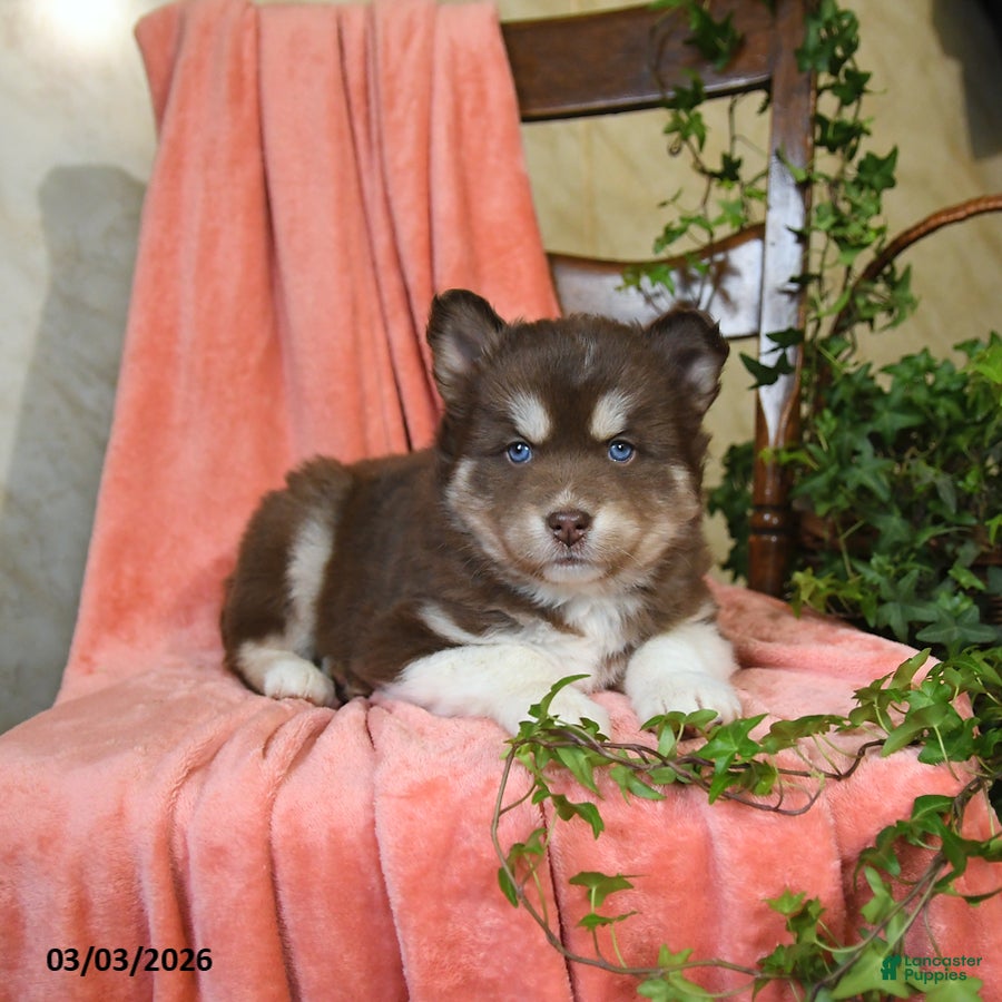 Pomsky dogs Sierra - Ad 2