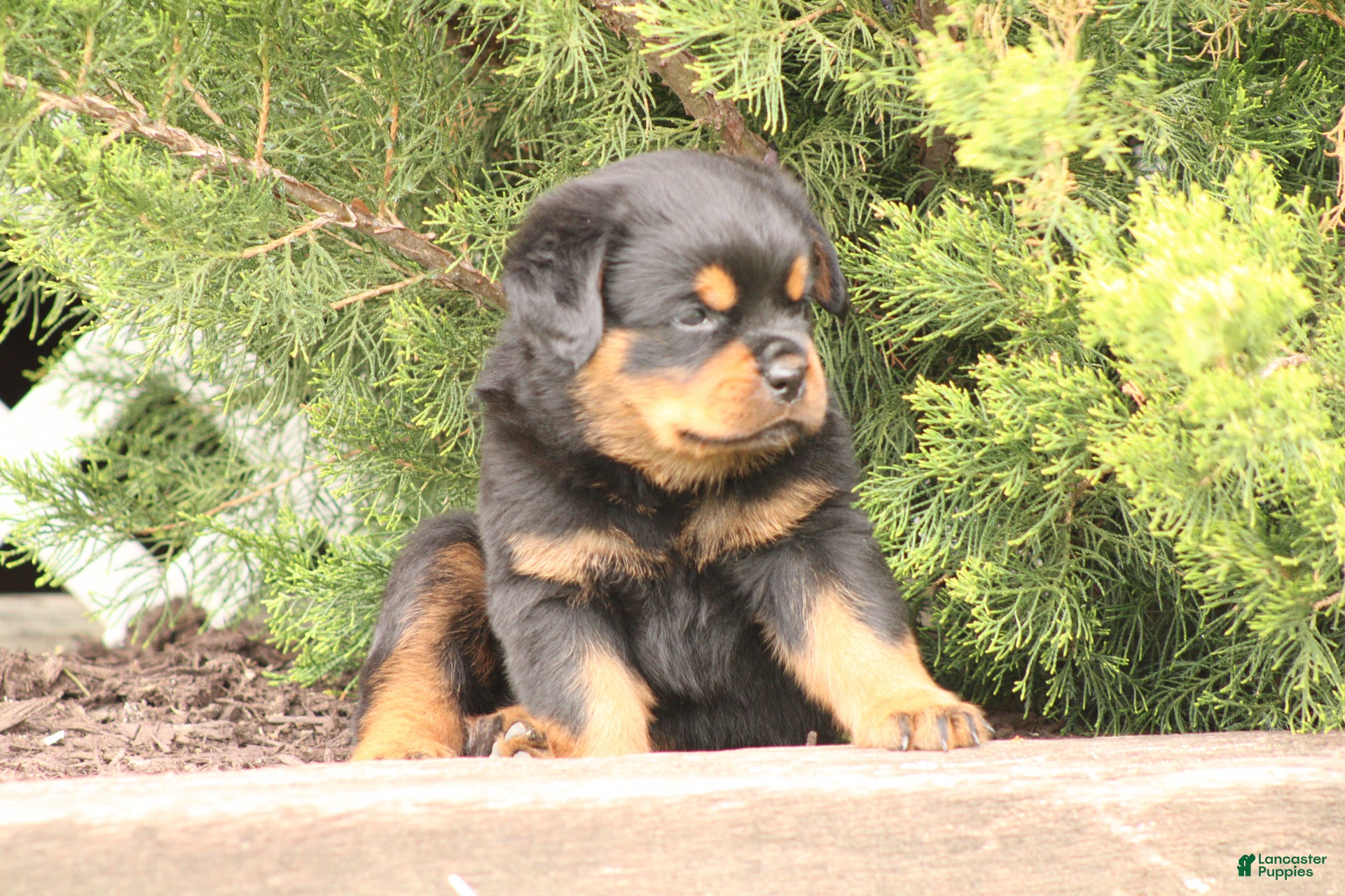 Rottweiler dogs Tate  - Ad 15