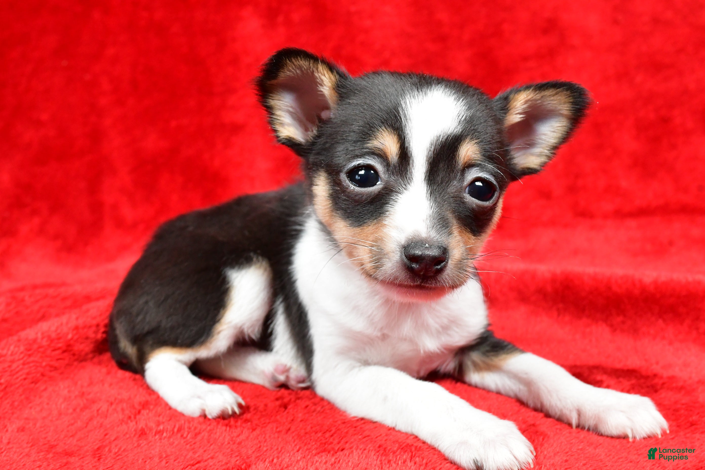 Toy Fox Terrier dogs Fern - Ad 5