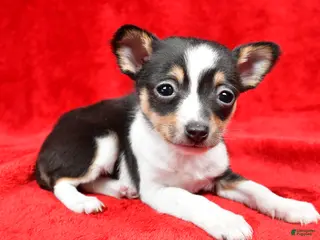 Toy Fox Terrier dogs Fern - Ad 5