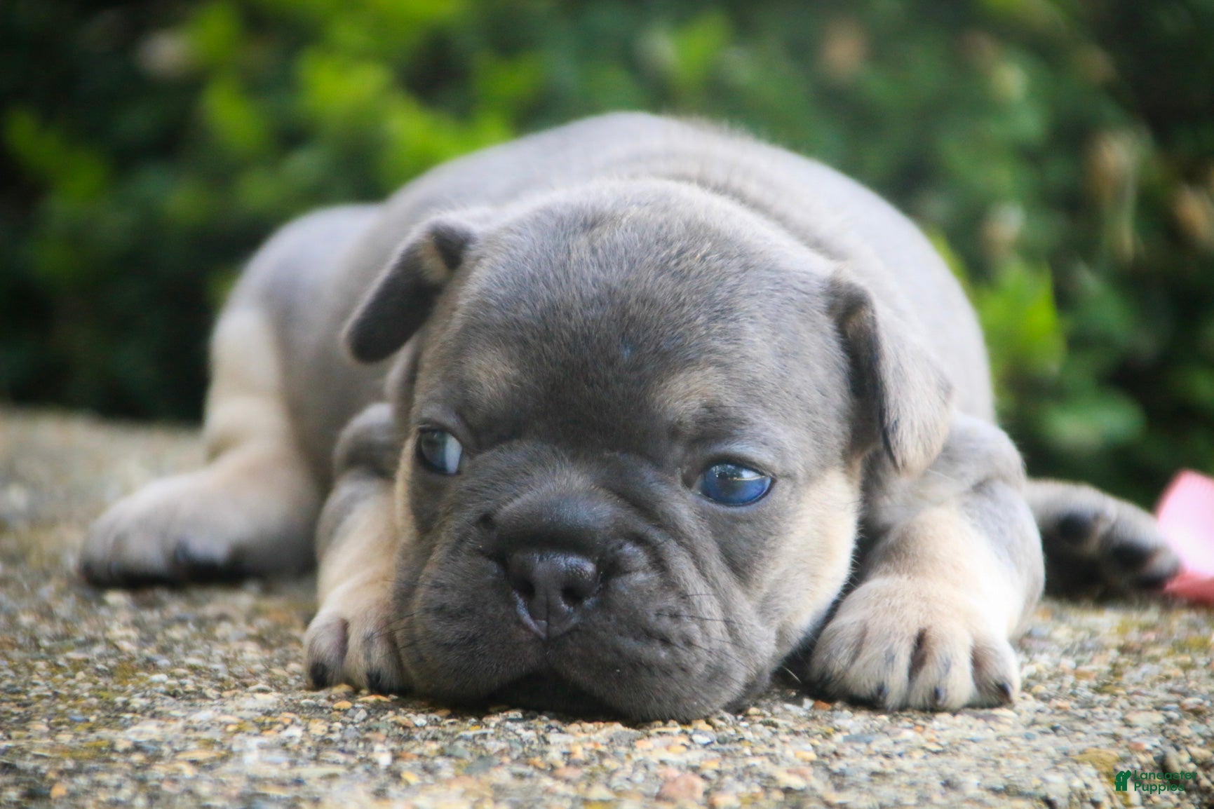 French Bulldog dogs Casey French Bulldog  - Ad 2