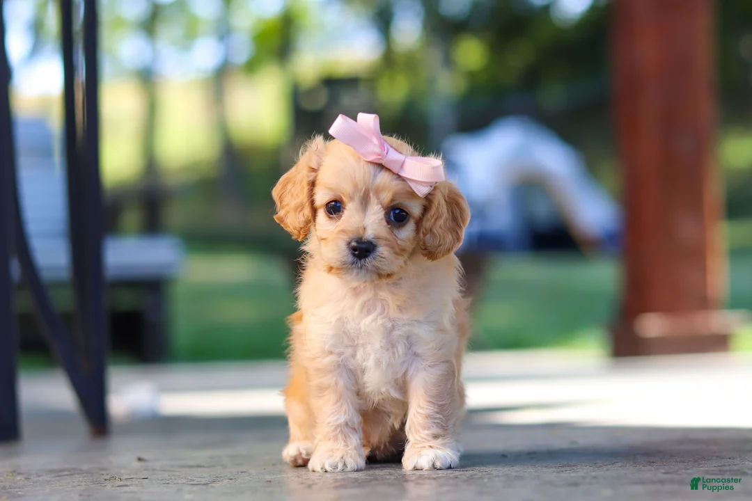Cavapoo dogs for sale: Sky - Ad 2