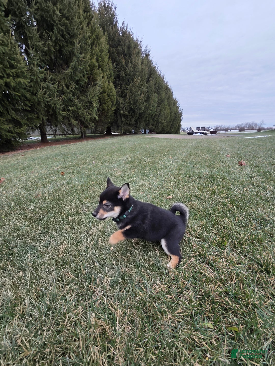 Shiba Inu dogs for sale: Major - Ad 4