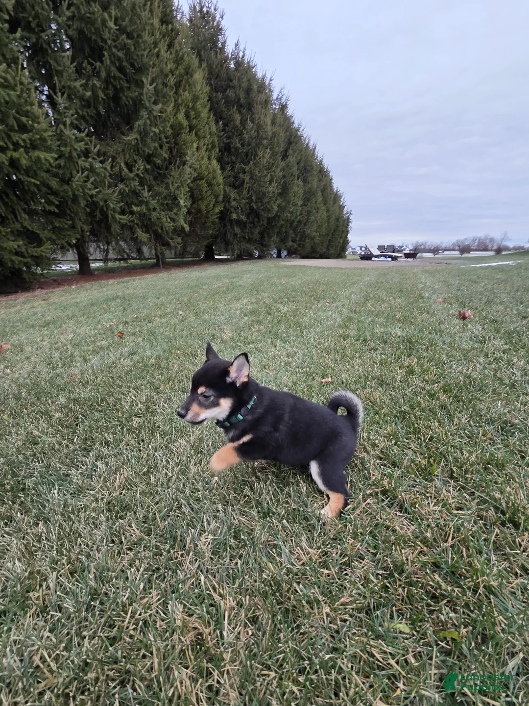 Shiba Inu dogs for sale: Major - Ad 4