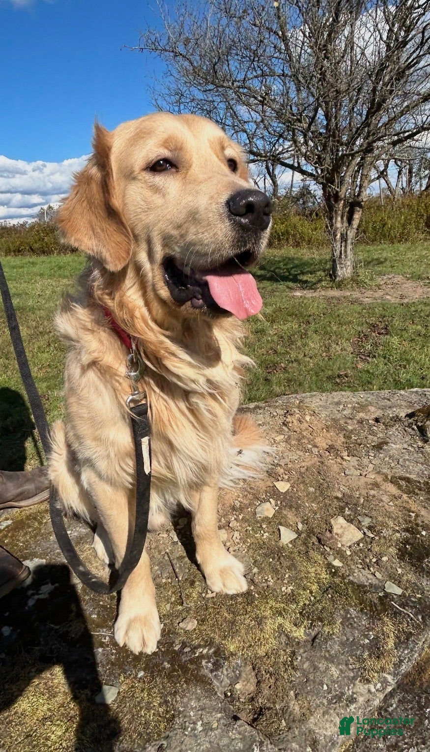 Golden Retriever dogs Cara - Ad 2