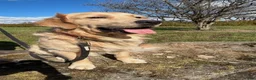 Golden Retriever dogs for sale: Case - Ad 2