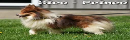 Pomeranian dogs for sale: Cookie - Ad 11