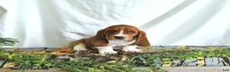 Basset Hound dogs for sale: Buttercup - Ad 1