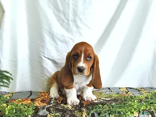 Basset Hound dogs for sale: Buttercup - Ad 3