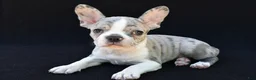 Frenchton dogs for sale: Bailey  - Ad 1
