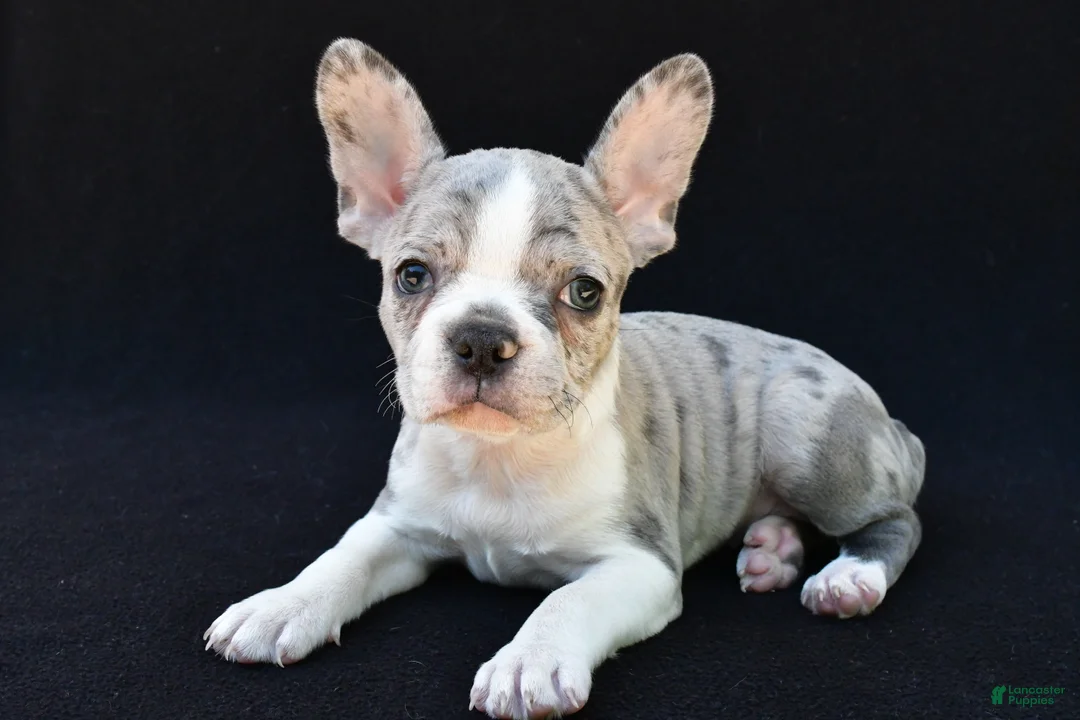 Frenchton dogs for sale: Bailey  - Ad 1