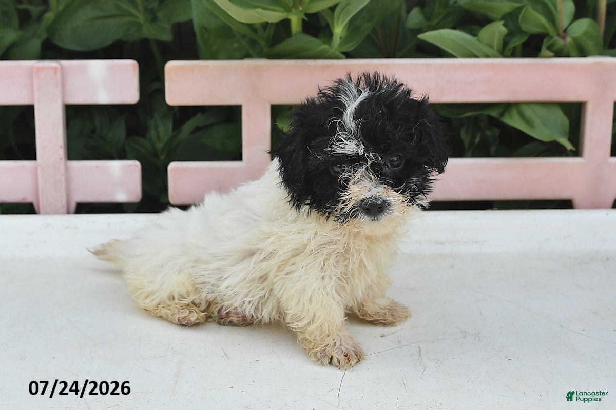 Teddy Bear dogs for sale: Amber - Ad 2