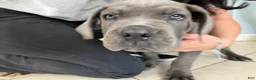 Cane Corso dogs for sale: Cane Corso 2 - Ad 3