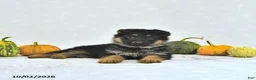 German Shepherd dogs for sale: Bailey - Ad 4