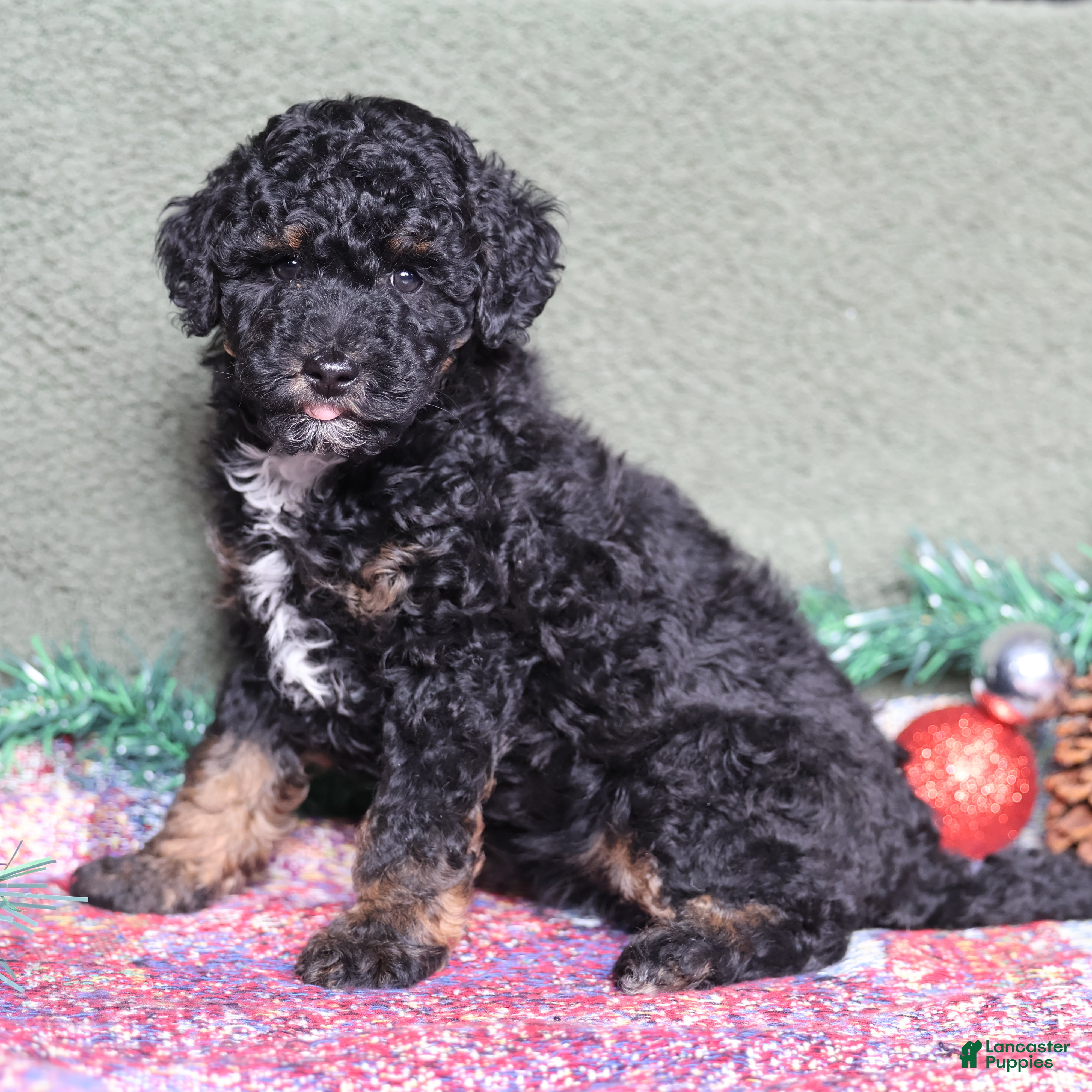 Miniature Poodle dogs Stella - Ad 31