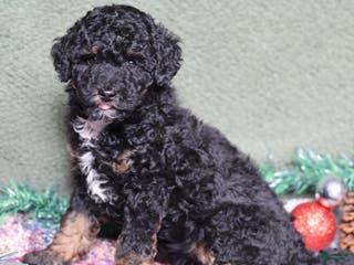 Miniature Poodle dogs Stella - Ad 8
