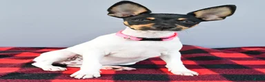 Daisy