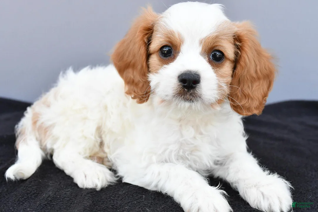 Cavapoo dogs for sale: Nikolaus - Ad 1