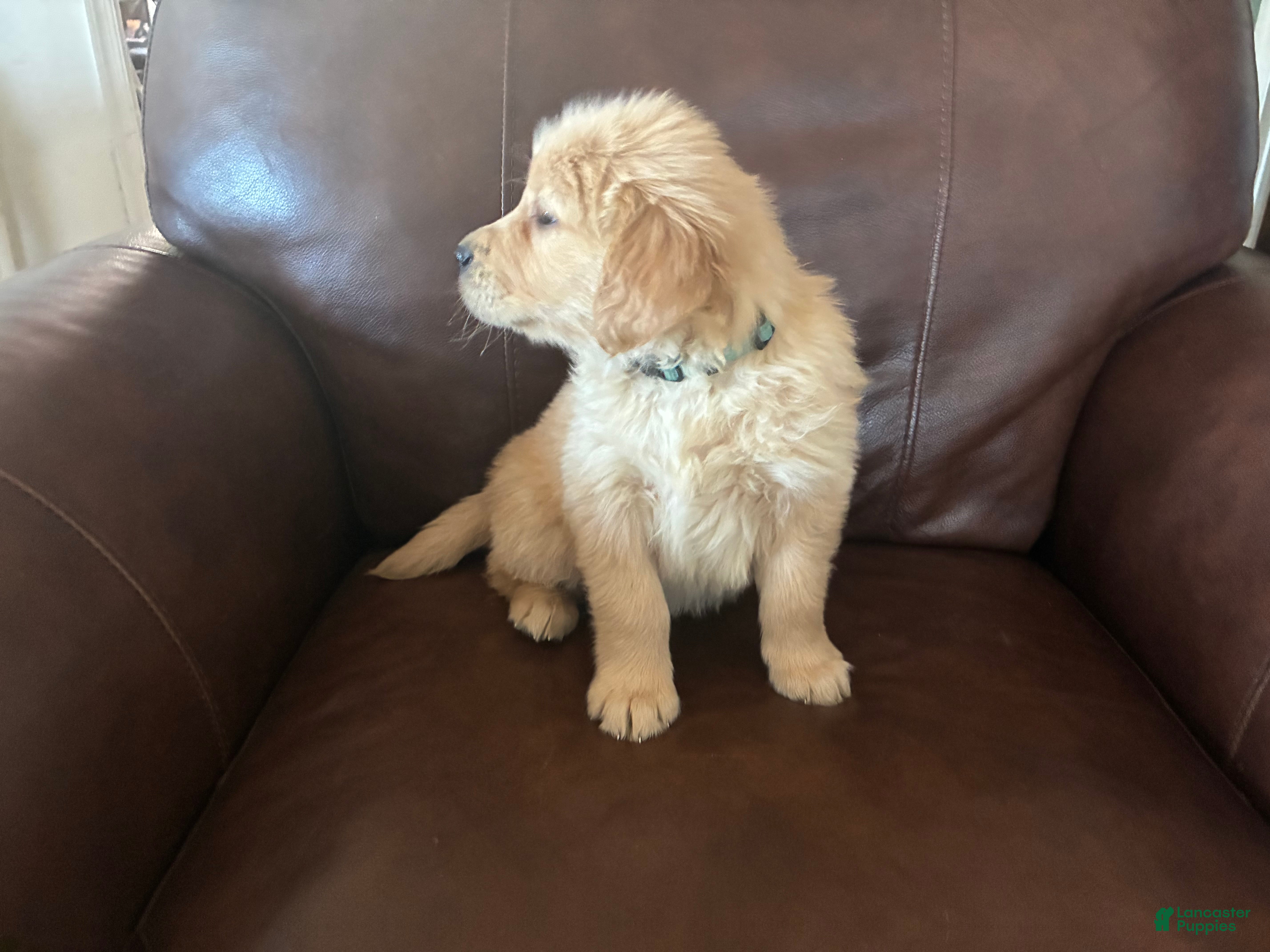 Golden Retriever dogs Alexander - Ad 1