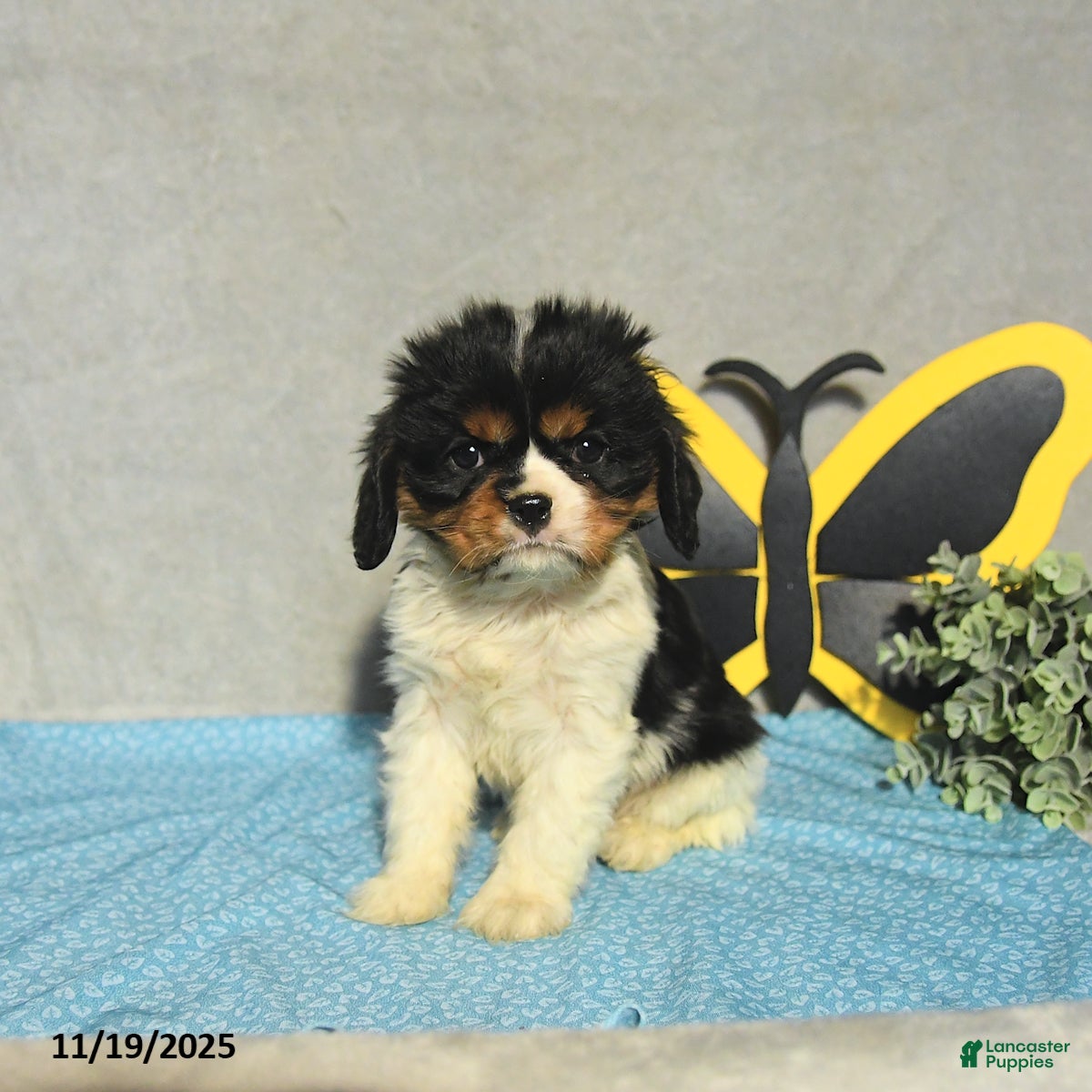 Cavalier King Charles Spaniel dogs Jasper - Ad 13