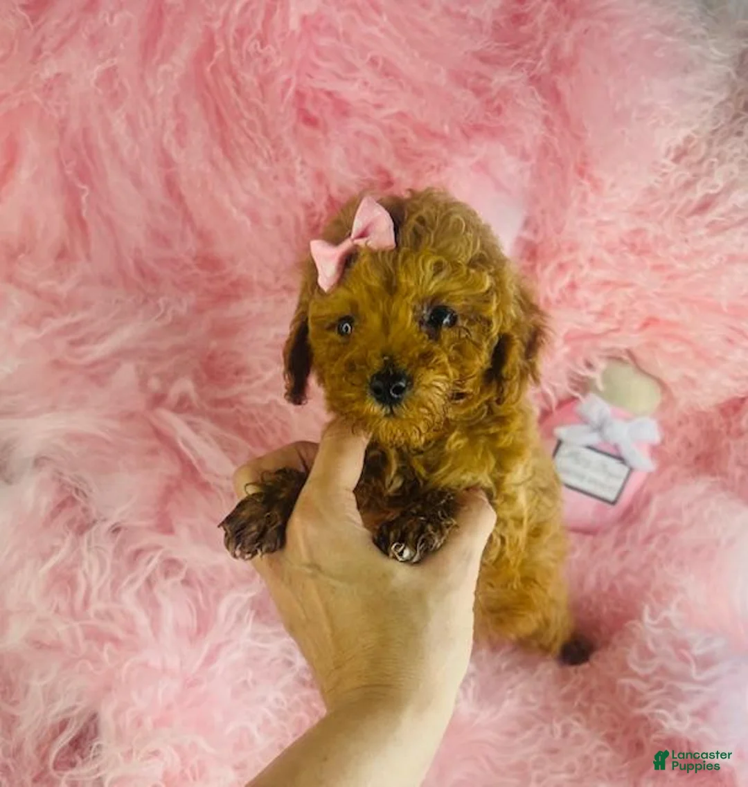 Toy Poodle dogs for sale: Toy Poodle 1 - Ad 2