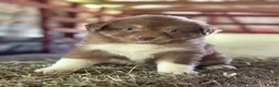 Australian Shepherd dogs for sale: Lynne - Ad 2