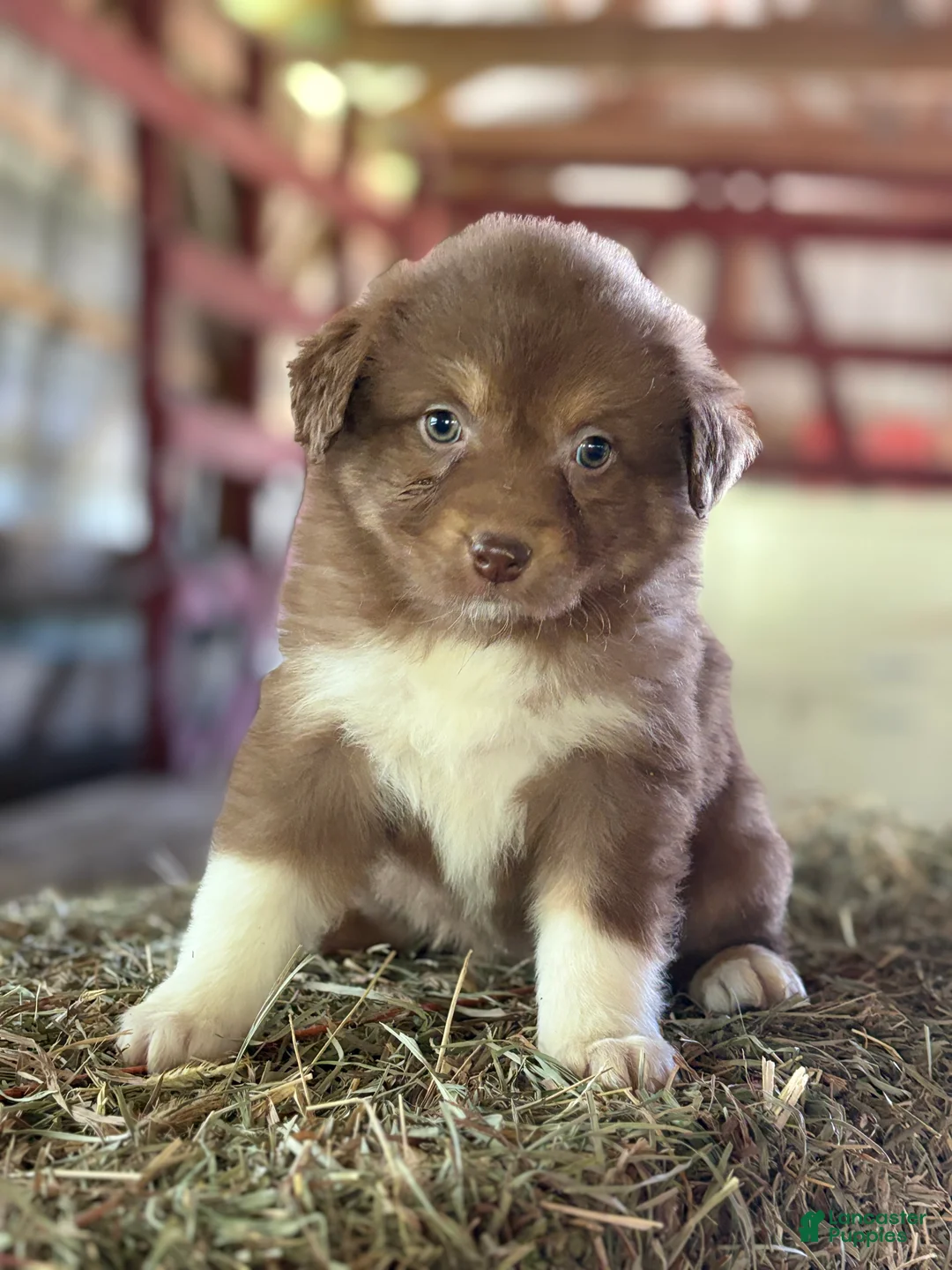 Australian Shepherd dogs for sale: Lynne - Ad 2