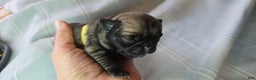Pug dogs for sale: Jeannie - Ad 3
