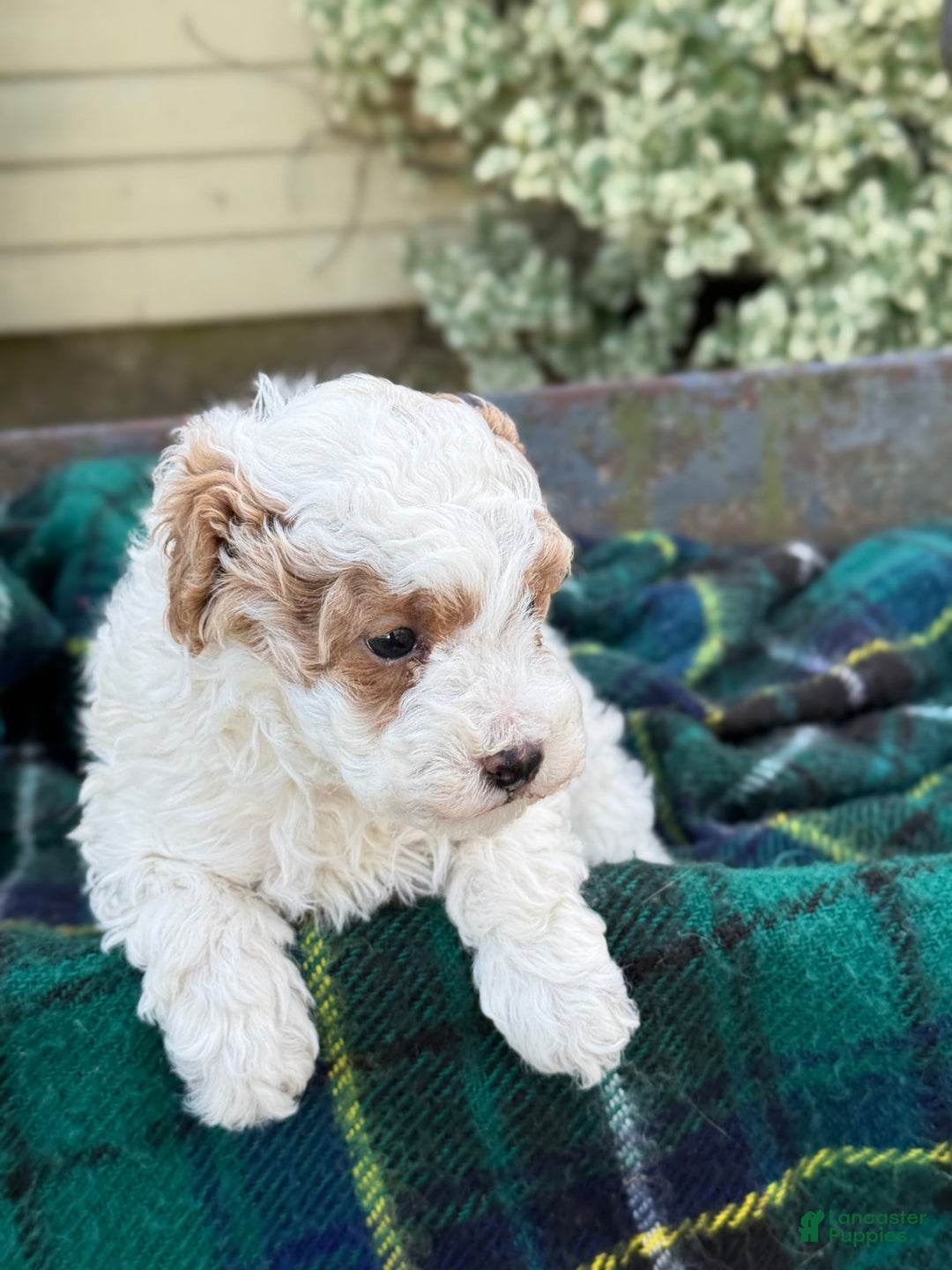 Toy Poodle dogs for sale: Cocoa - Ad 3