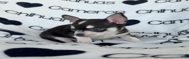 Tip Smooth Coat Tricolor