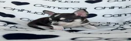 Chihuahua dogs for sale: Tip Smooth Coat Tricolor - Ad 1